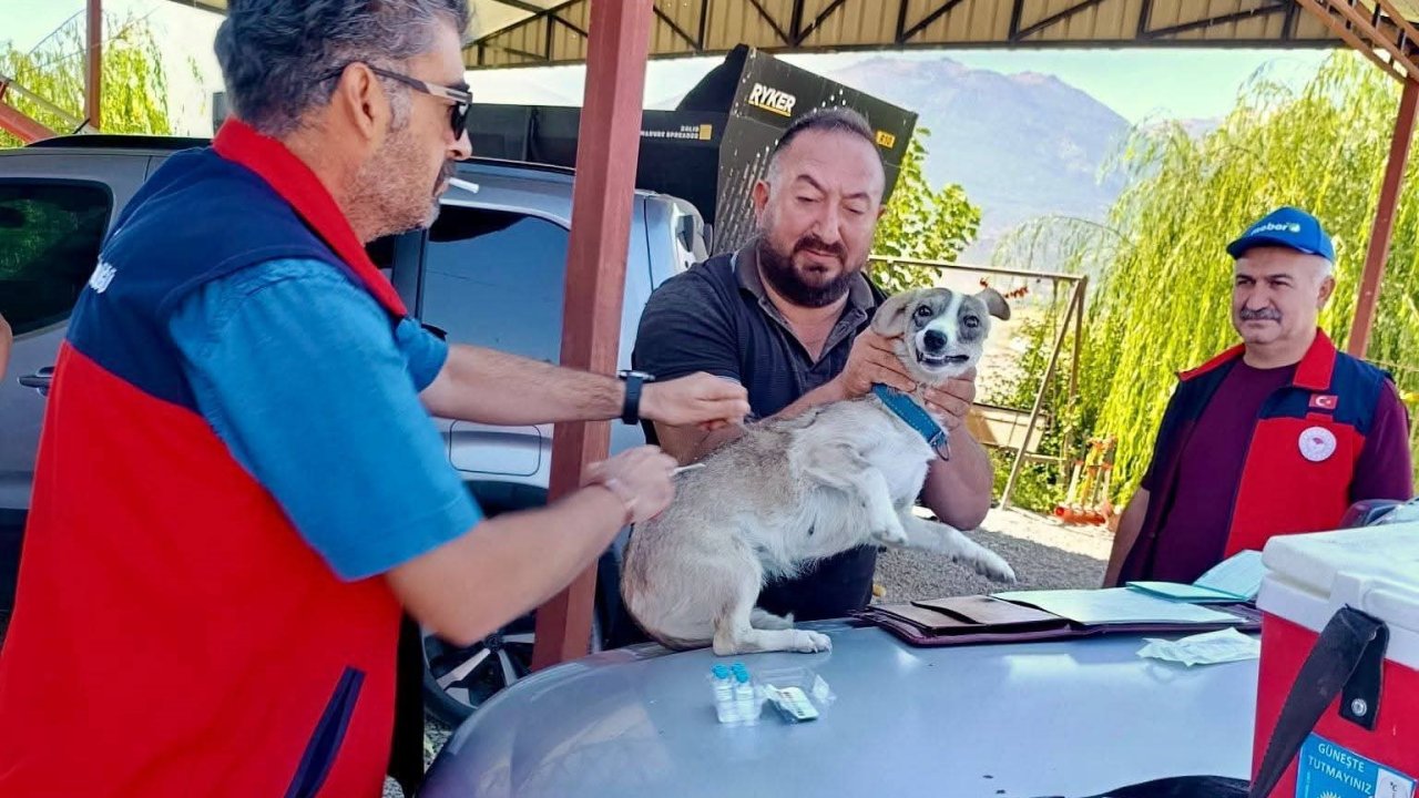 Çay’da evcil hayvanlara kimliklendirme ve kuduz aşısı yapıldı