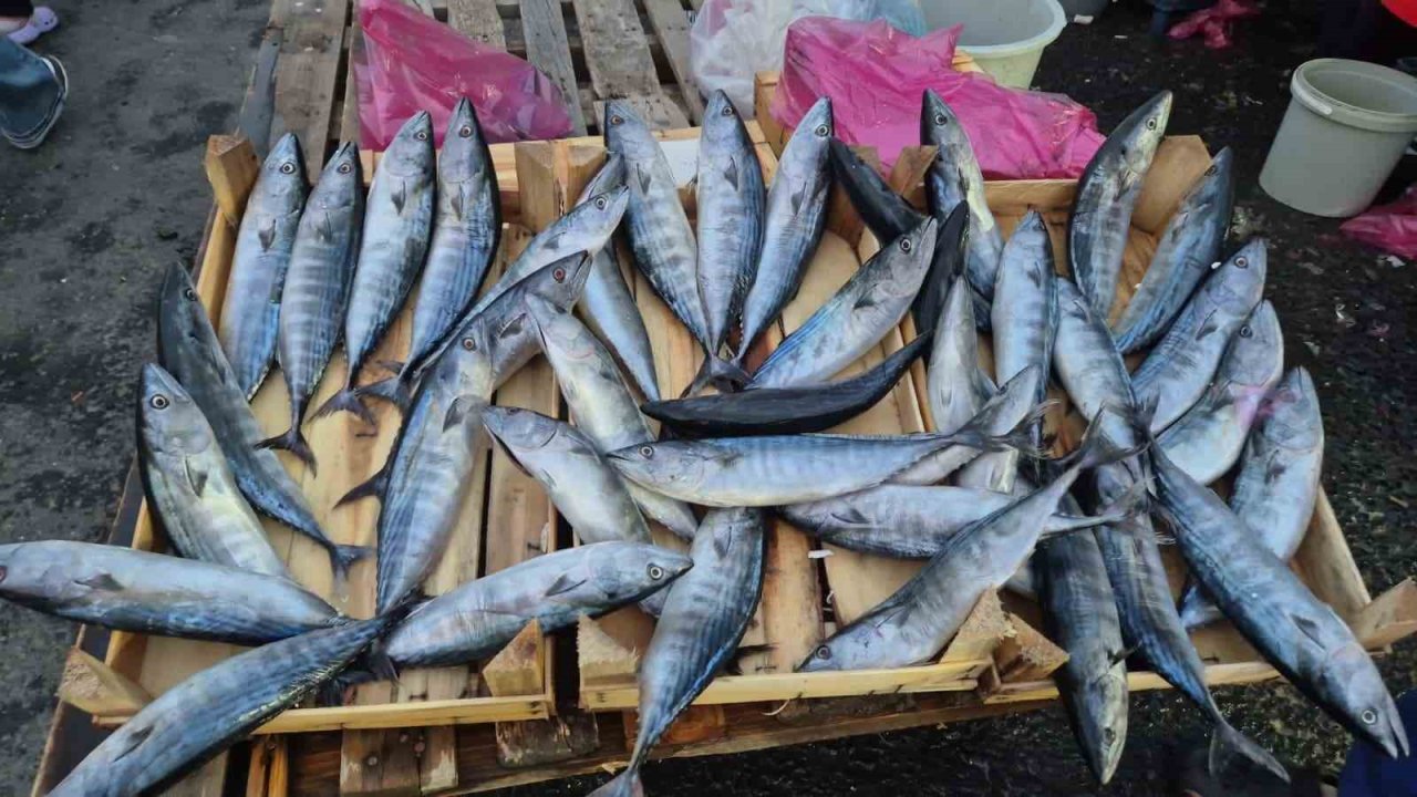 Tekirdağ’da palamut 75 TL’ye kadar düştü