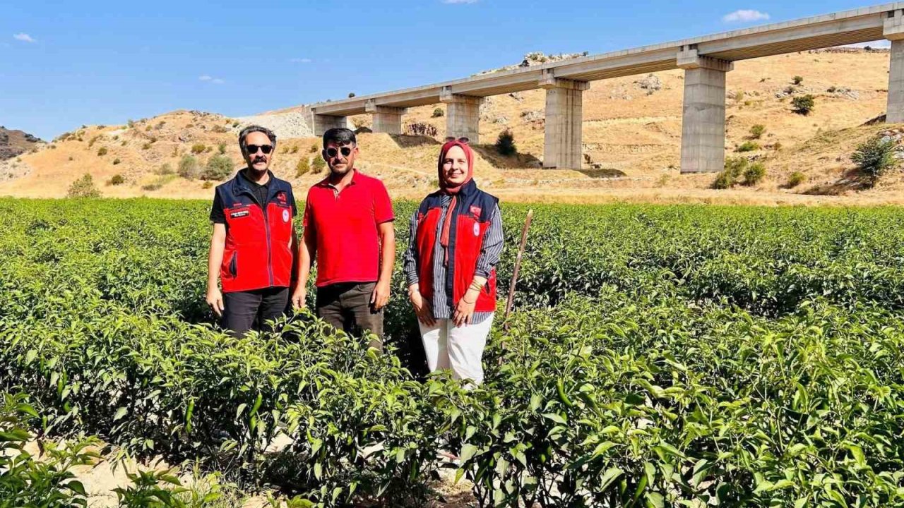 İscehisar’da jalapeno biber arazilerinde saha kontrolü