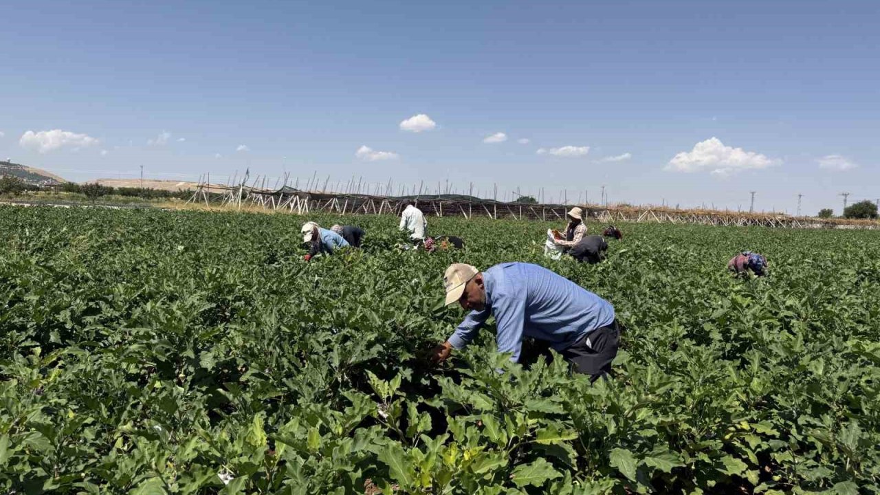 Gaziantep’te dolmalık patlıcan hasadı başladı