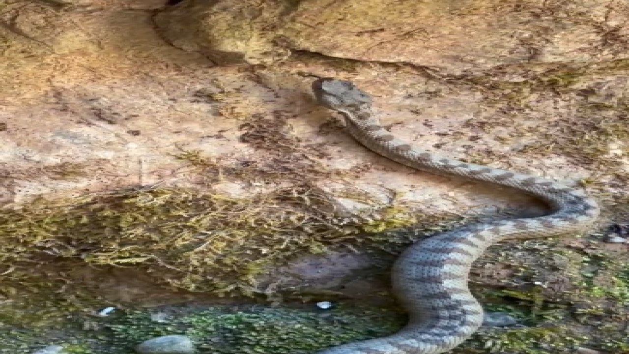 Kastamonu’da boynuzlu engerek yılanı görüldü