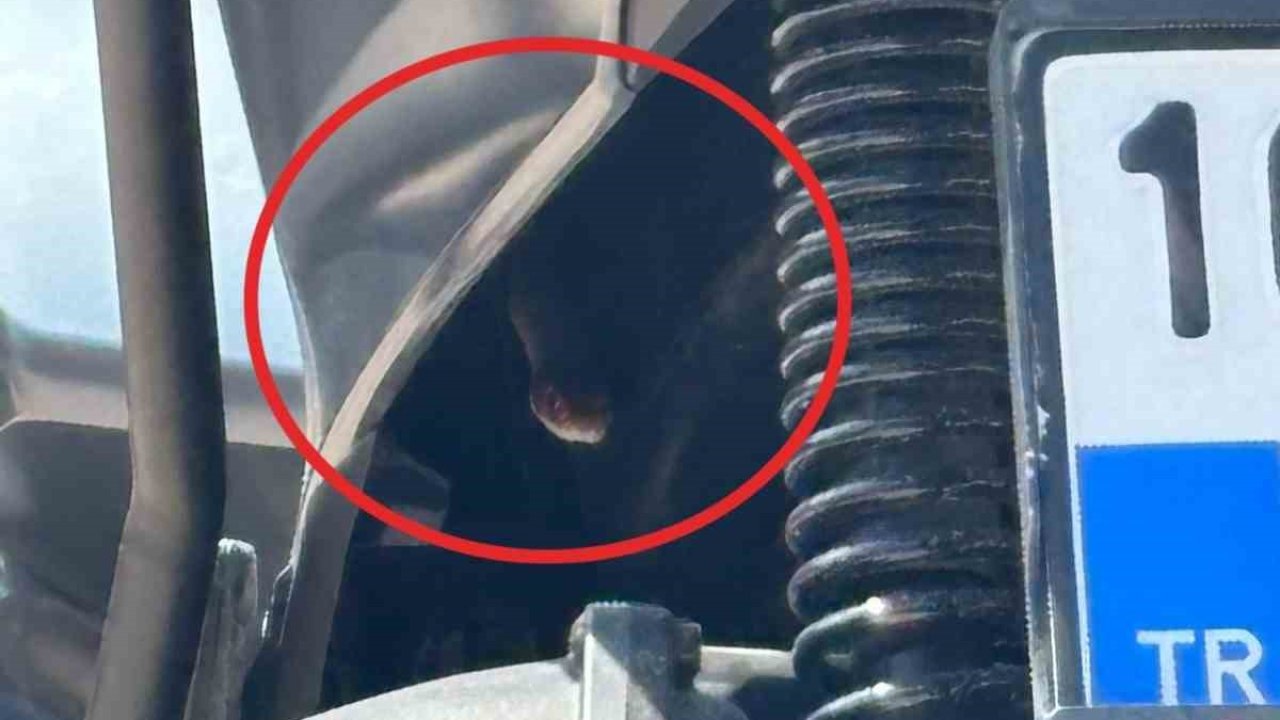 Bursa’da motosikletten çıkan yılan şoke etti