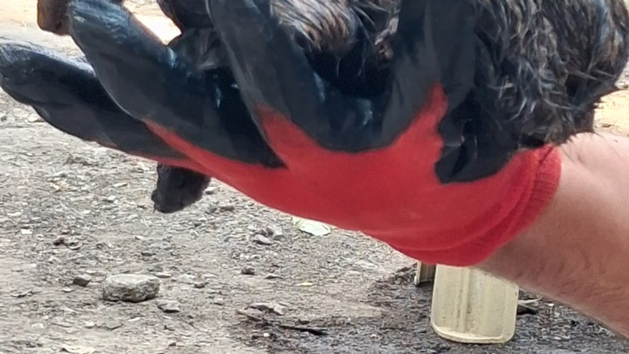 Ağrı’da ziftin içine giren yavru kedi ölümden döndü