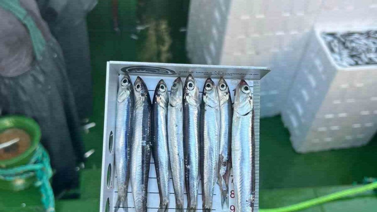 Didim’de ’Hamsi Kotası’ denetimi yapıldı
