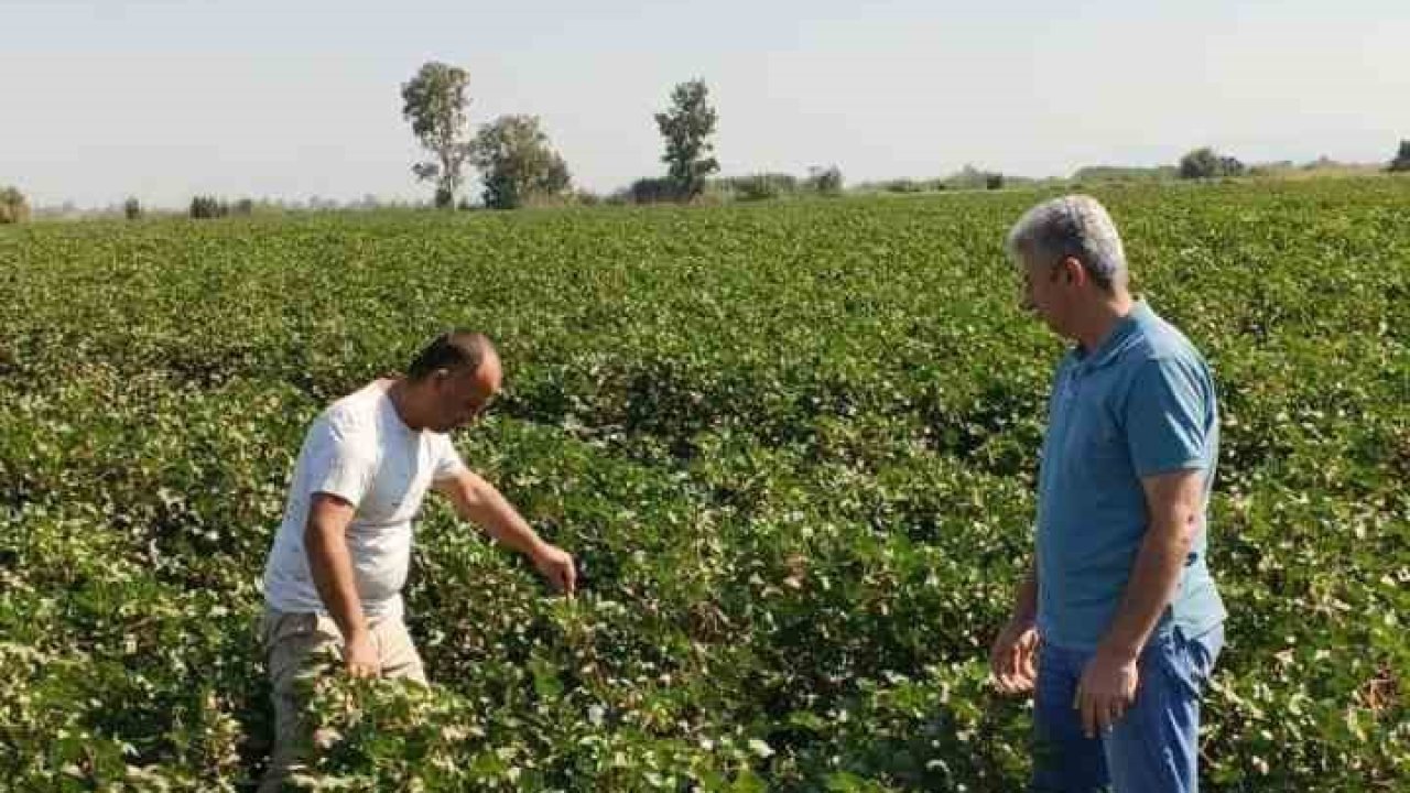 Didim’de pamuk tarlalarında zararlı denetimi