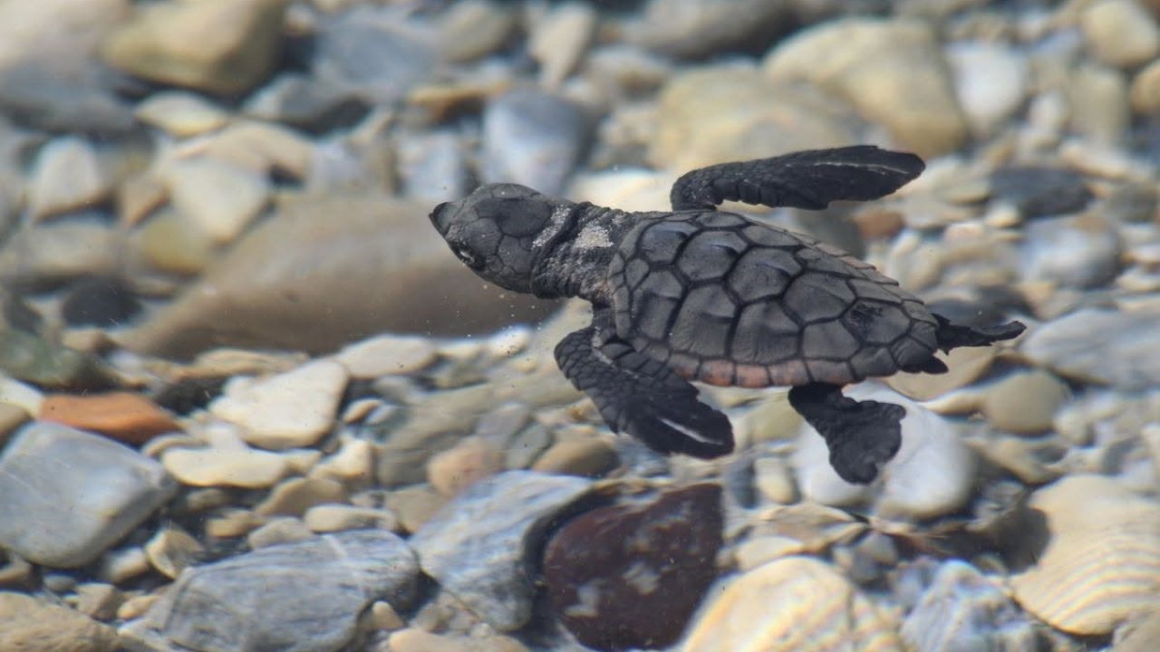 Aydın kıyılarında 214 yavru caretta denizle buluştu