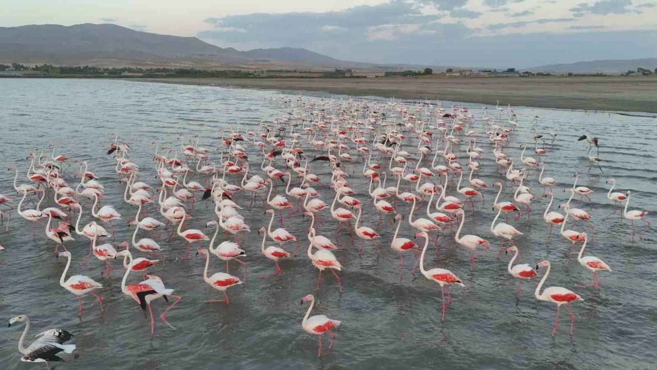Gecikmeli gelen flamingolar Erçek Gölü’nü renklendirdi