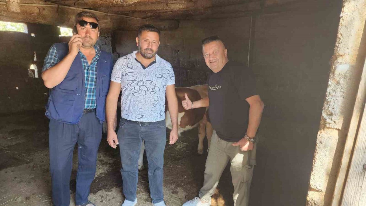 Çivril’de kaybolan iki buzağı mahalle halkını seferber etti