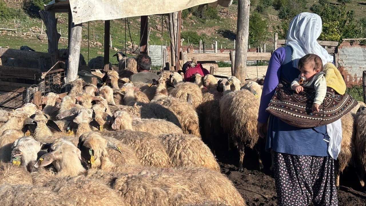 Konargöçer ailelerin ömrü yaylalarda geçiyor