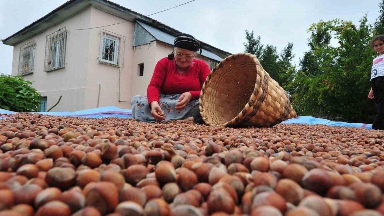Düzce’den AB ülkelerine 7 bin 192 ton fındık ihraç edildi
