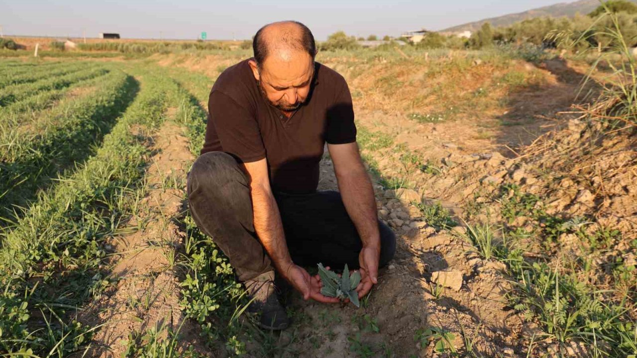 Aydın’da enginar fideleri toprakla buluşmaya başladı