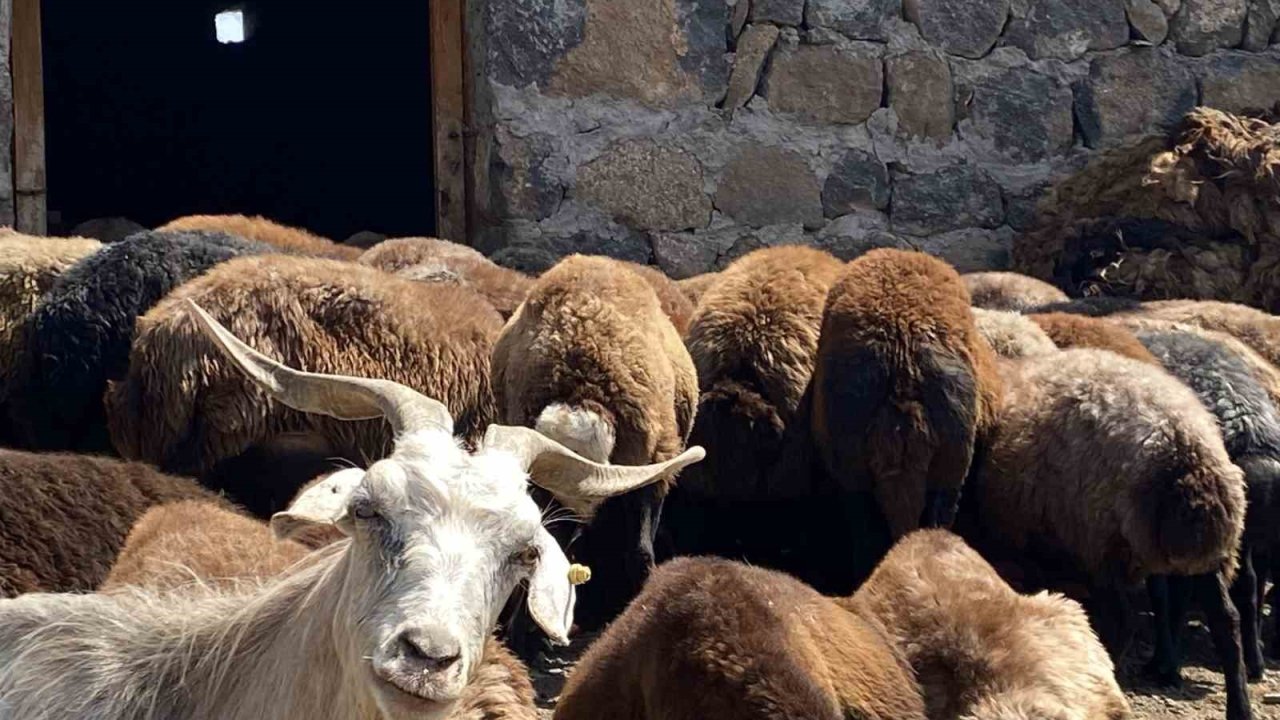 Patnos’ta koyun sağımı mesaisi devam ediyor