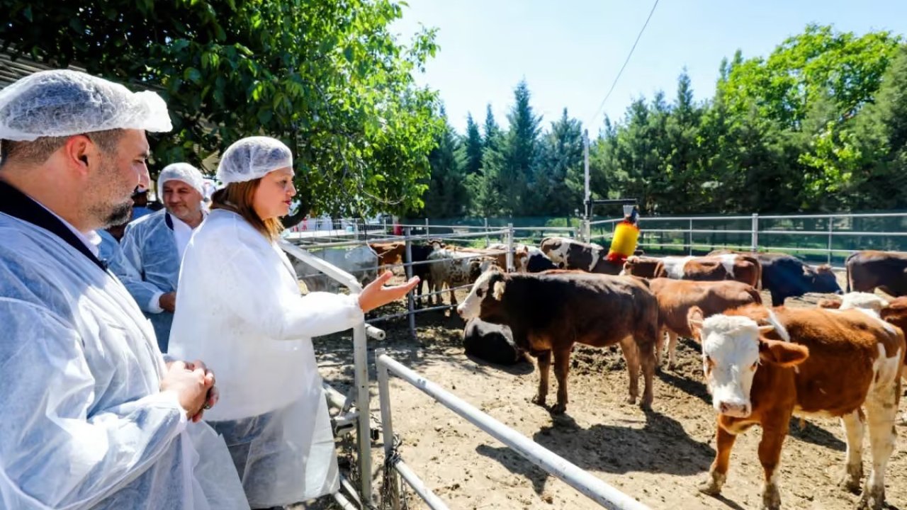 Belediye vatandaşın ucuz et ihtiyacı karşılamak için besi çiftliği kurdu