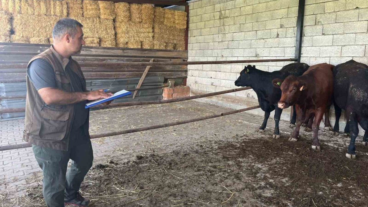 Afyonkarahisar’da ‘Kırsalda Bereket Büyükbaşa Destek’ projesi sürüyor