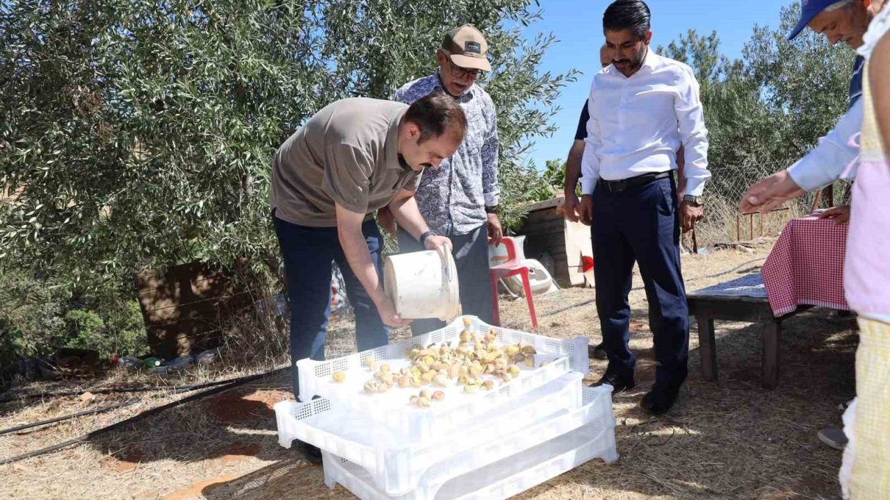Kaymakam Battal, incir hasadında üreticilerle bir araya geldi