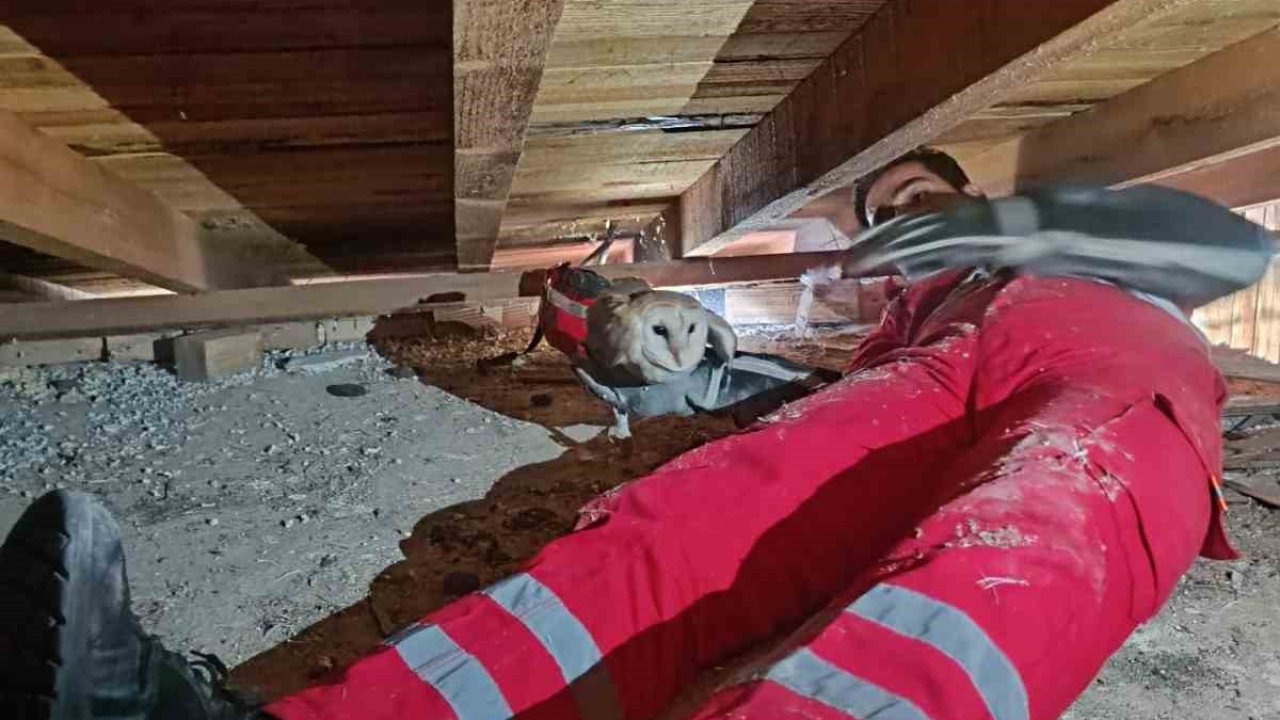 Telef olan eşinin başından ayrılmayan baykuş kurtarıldı