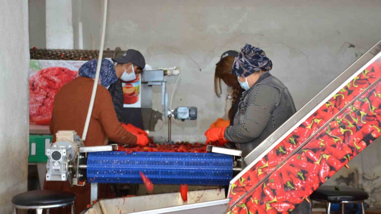Besni’de salçalık biber sezonu başladı