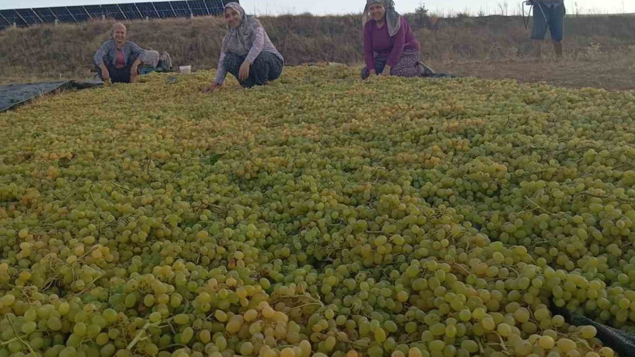 Fiyatlardaki dengesizlik çiftçiyi kuru üzüme sevk etti