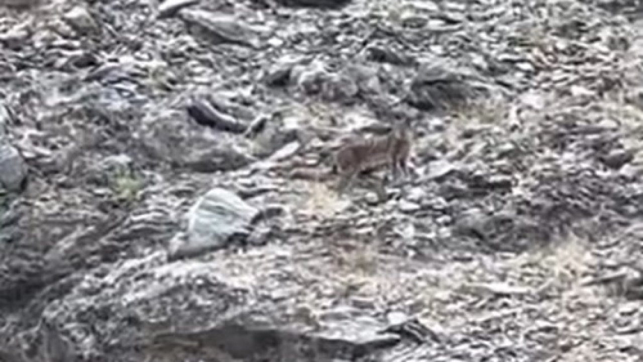 Tunceli’de vaşak görüntülendi