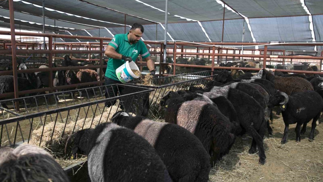 Mersin’de 420 yetiştiriciye 10 bin 500 küçükbaş hayvan desteği
