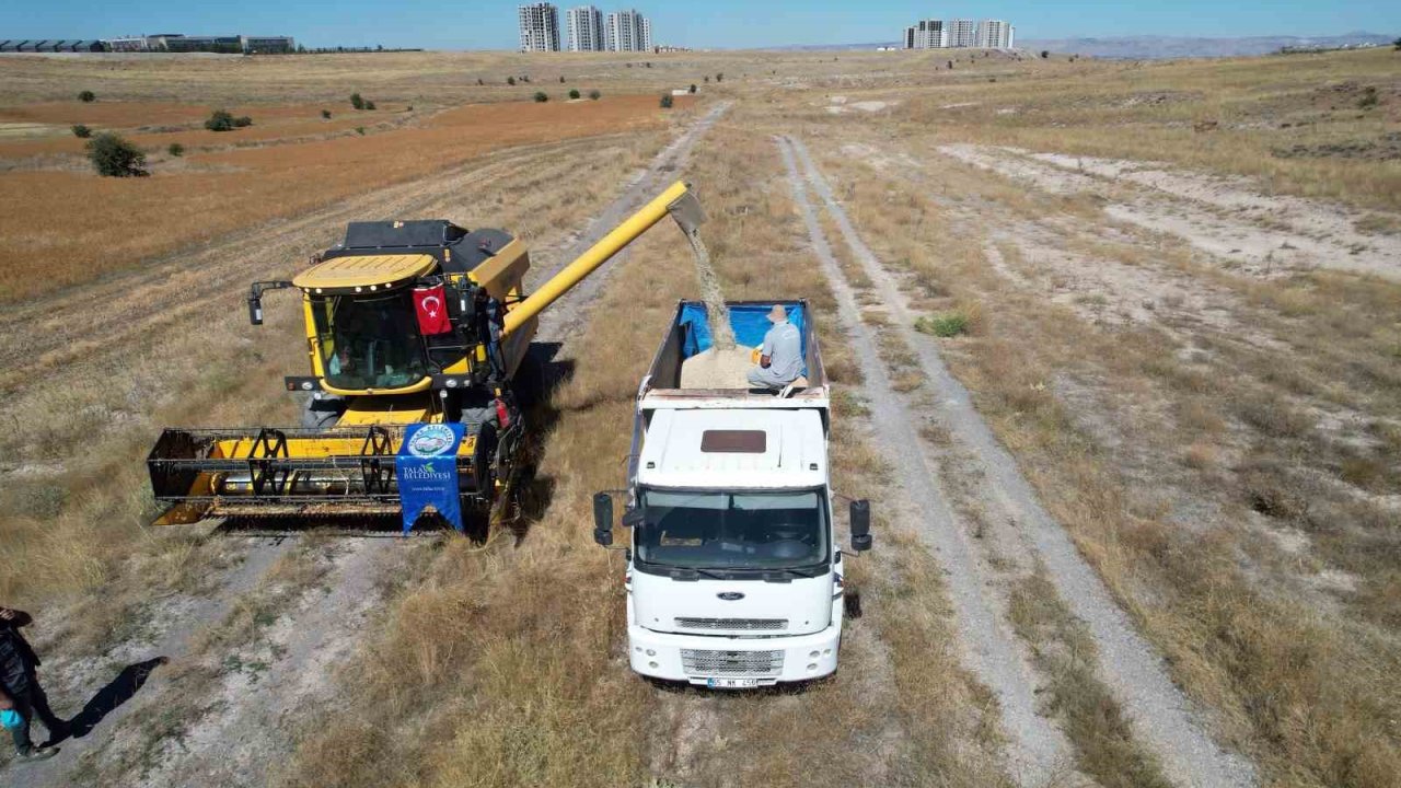 Talas’ta 300 dekarda aspir hasadı
