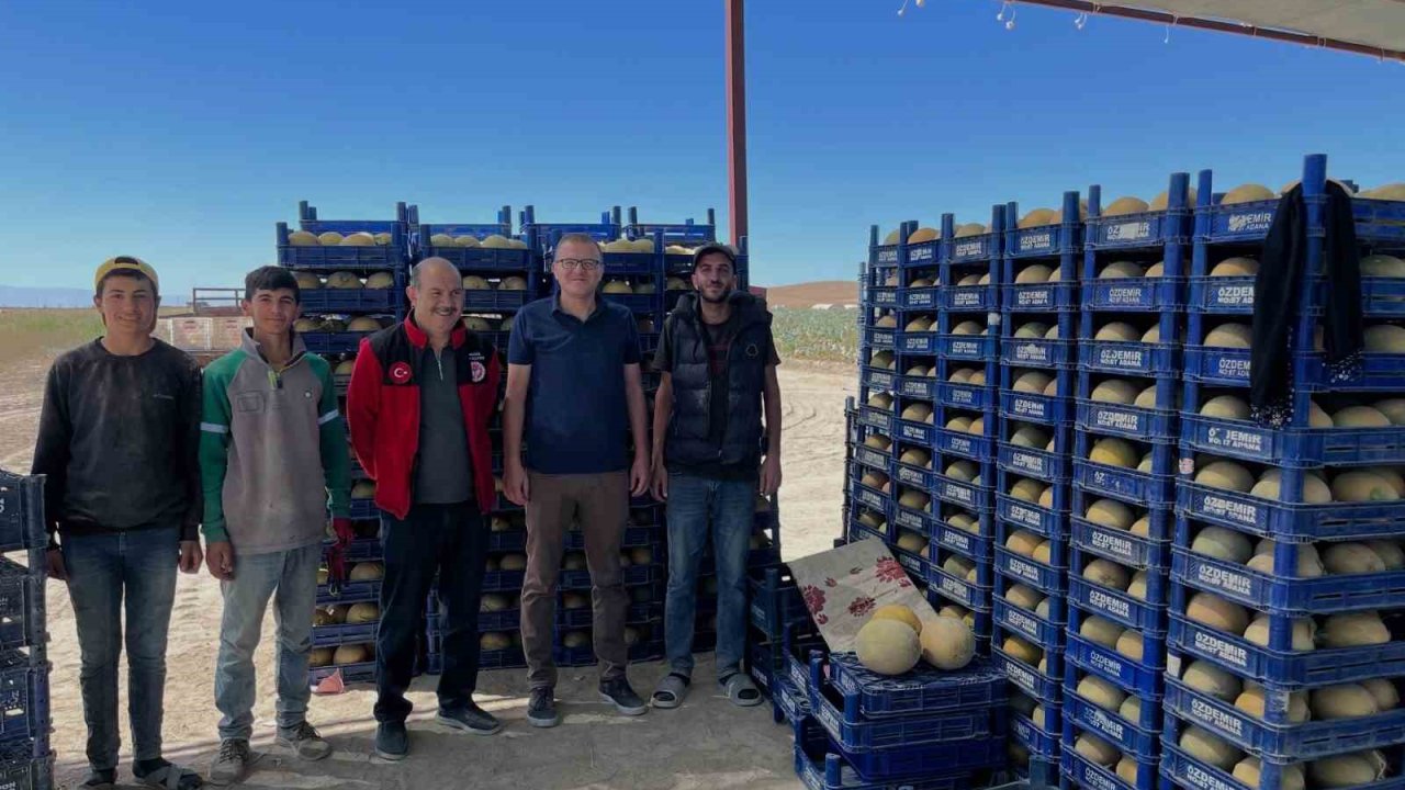 Bor’da domates ve kavun hasadı başladı