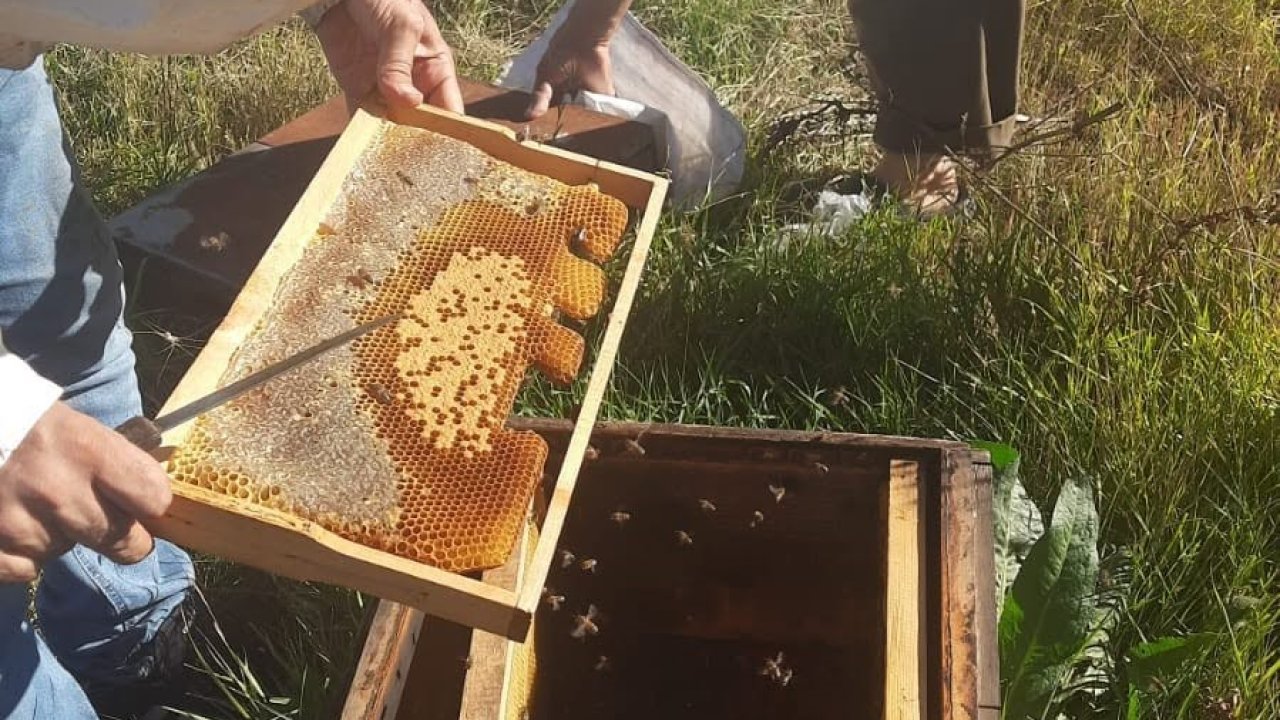 Kars’ta arıcılığa güç, üretime destek: Kovan başına 250 TL’ye kadar destek