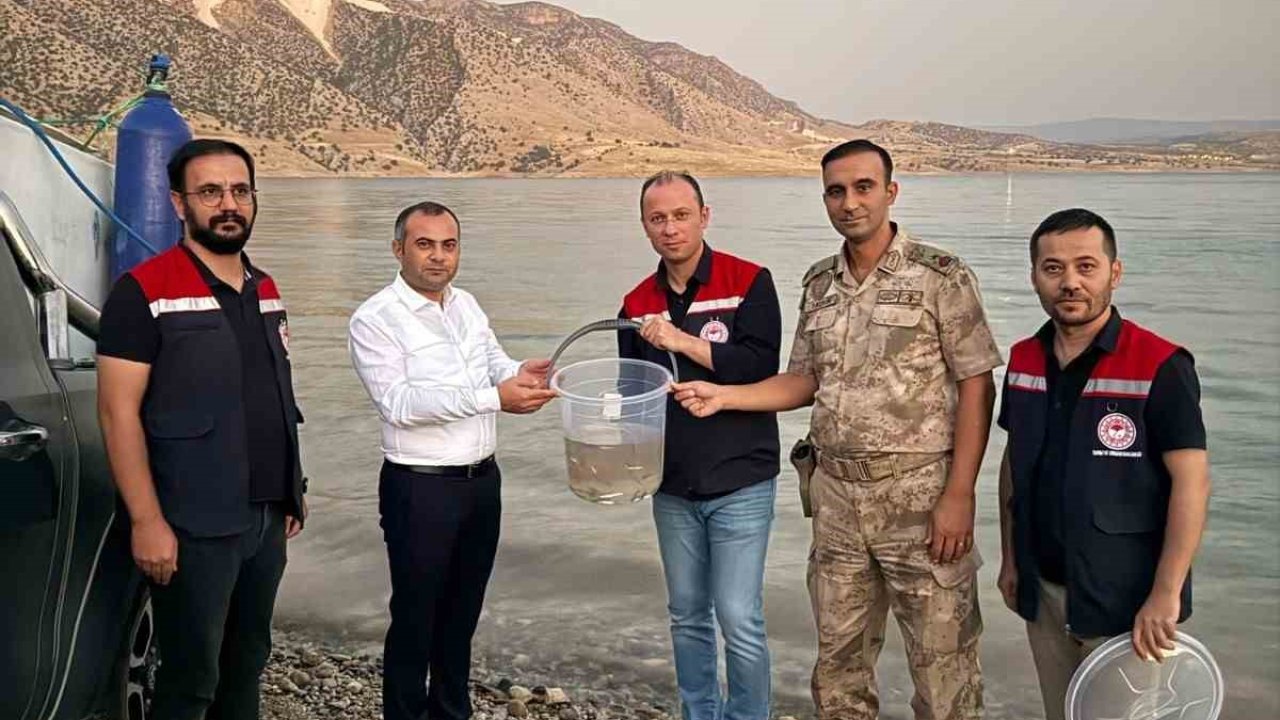 Mardin Ilısu Barajına 1 milyon şabut balığı bırakıldı