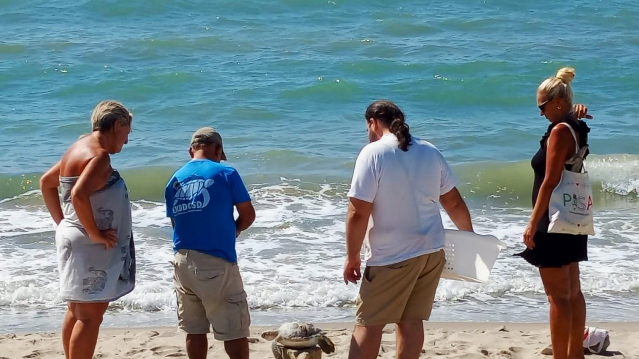 Kuşadası Körfezi’nde 4 deniz kaplumbağası ölü bulundu