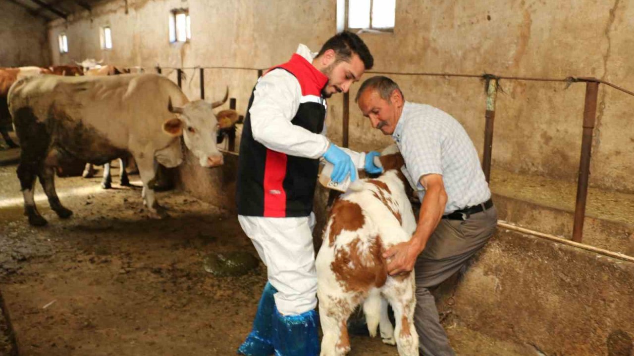 Erzincan’da hayvanları kenelere karşı korumak için ilaçlama başladı