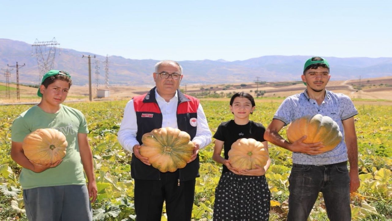 Elazığ’da kabak hasadı başladı: 4 bin tonun üzerinde rekolte bekleniyor