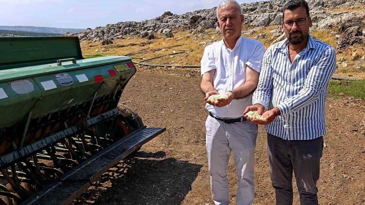 Araban sarımsağında zambak anaç tohum dönemi başlıyor