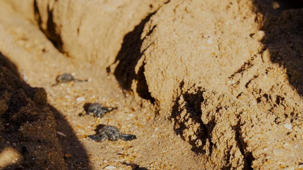 Didim’de Caretta caretta yuvasından 82 yavru denize ulaştı