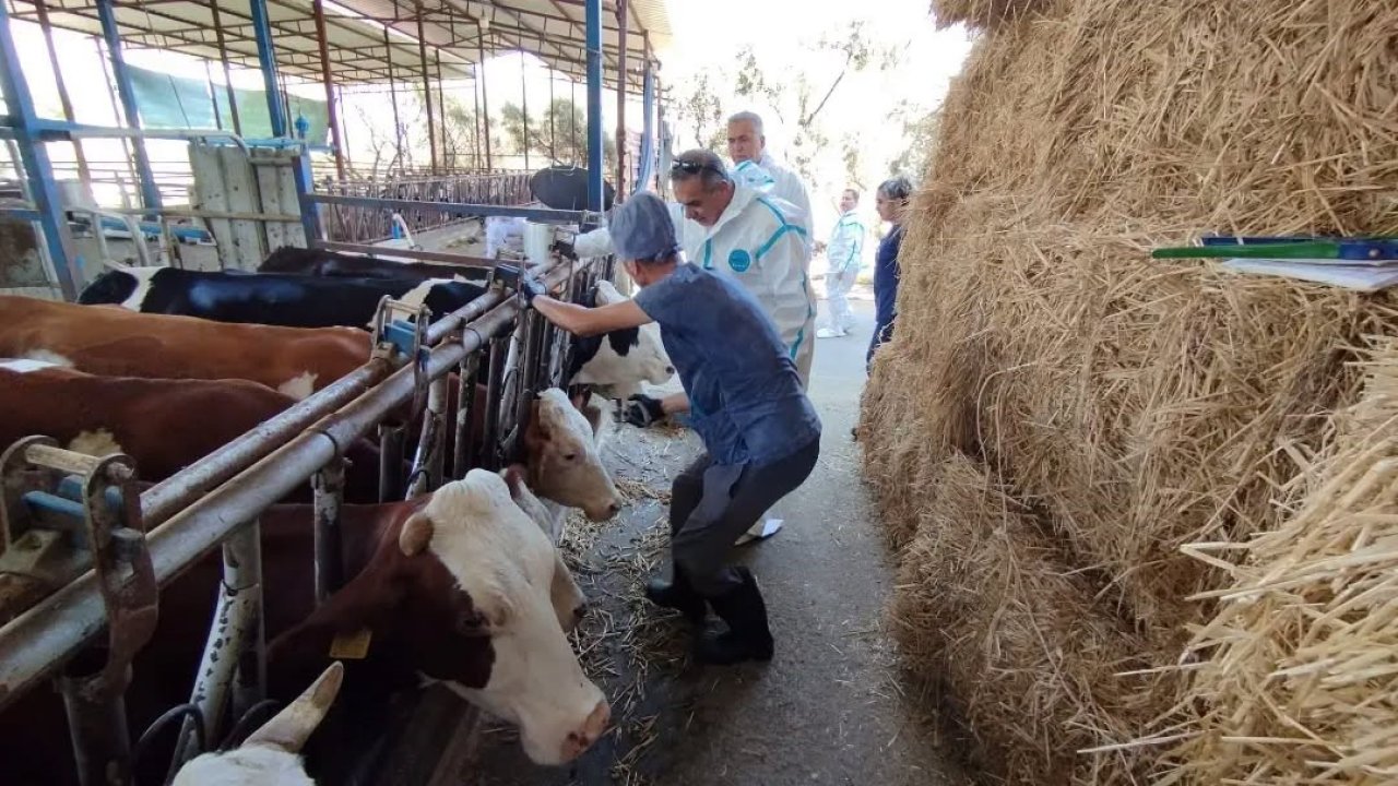 Aydın’da sonbahar şap aşısı kampanyası başladı