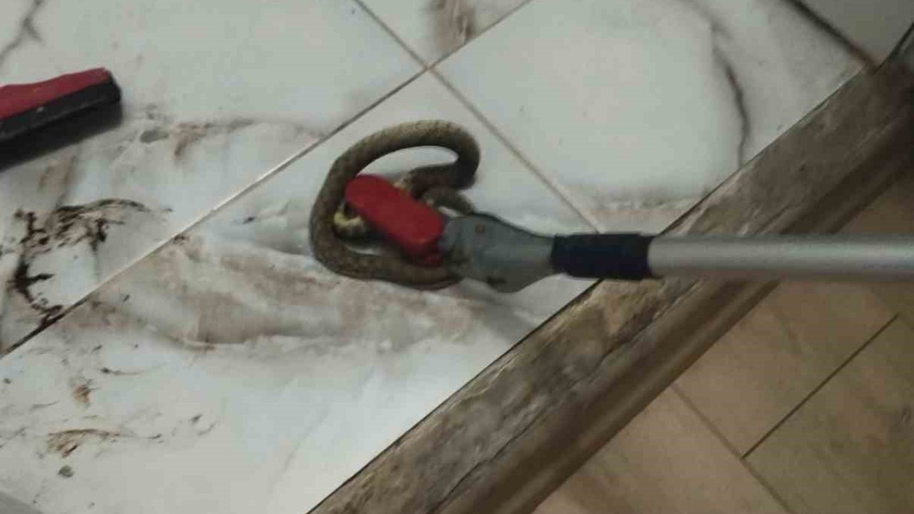 İskenderun ve Yayladağı’nda yerleşim yerlerine giren yılanlar yakalandı