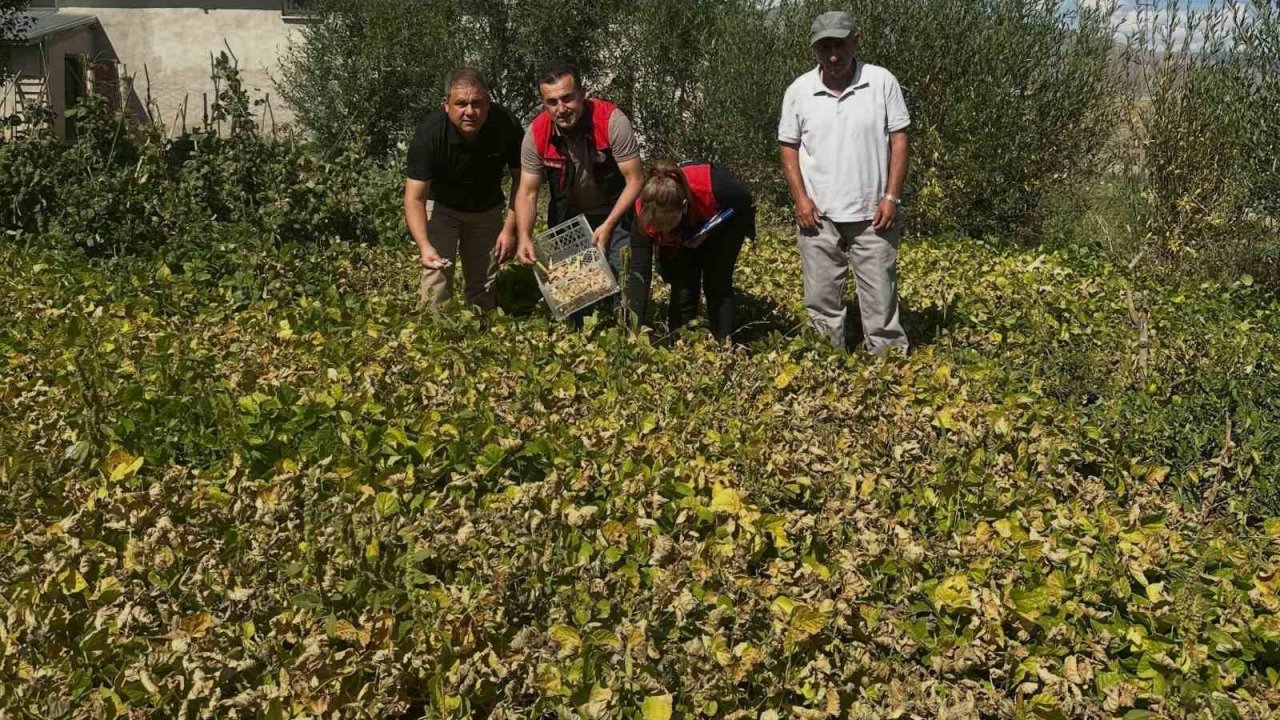 Aydıntepe şeker fasulyesi tarlada denetlendi