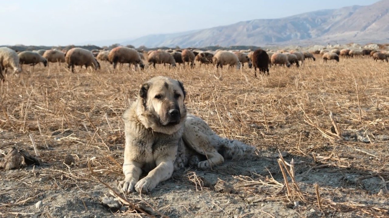 Kurtlarla mücadelede sürünün en büyük güvencesi çoban köpekleri