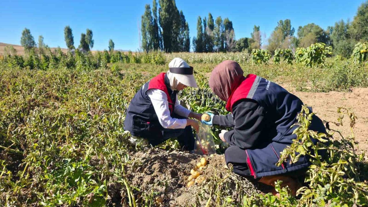 Patates tarlalarında pestisit denetimi yapıldı