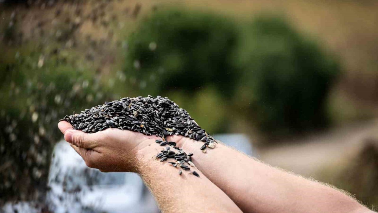 Çayırlı’da "doğanın sarı gelini" ayçiçeğinde hasat başladı