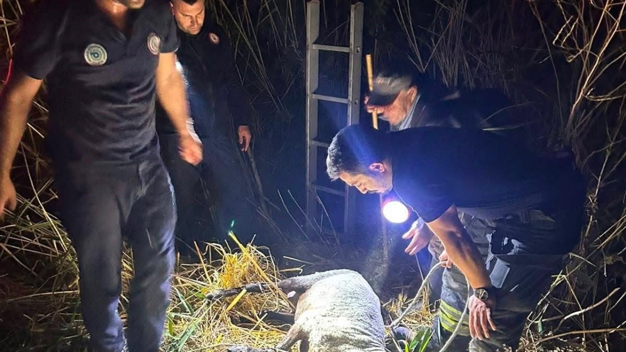 Su kuyusuna düşen koyun itfaiye ekiplerince kurtarıldı