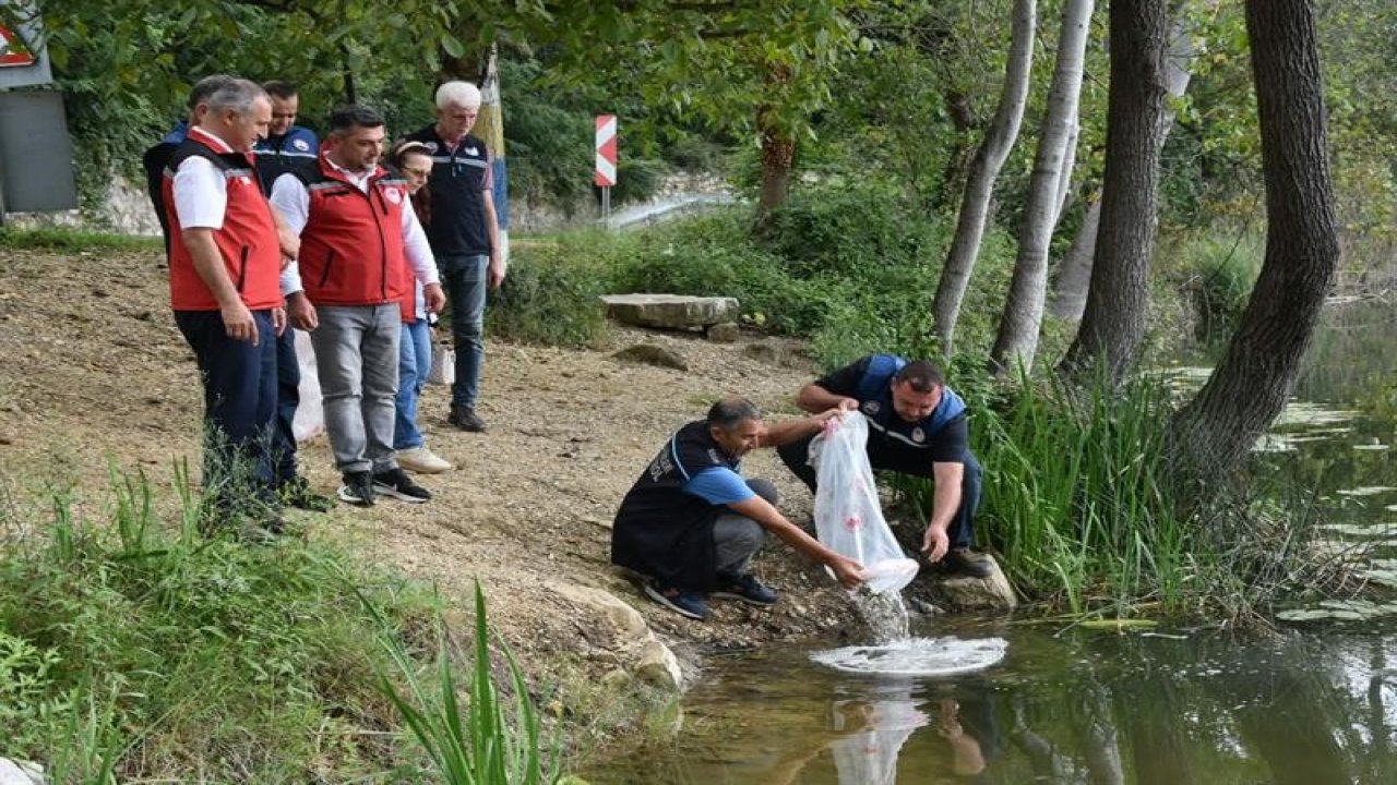Ordu’daki göl ve göletlere 80 bin yavru sazan bırakıldı