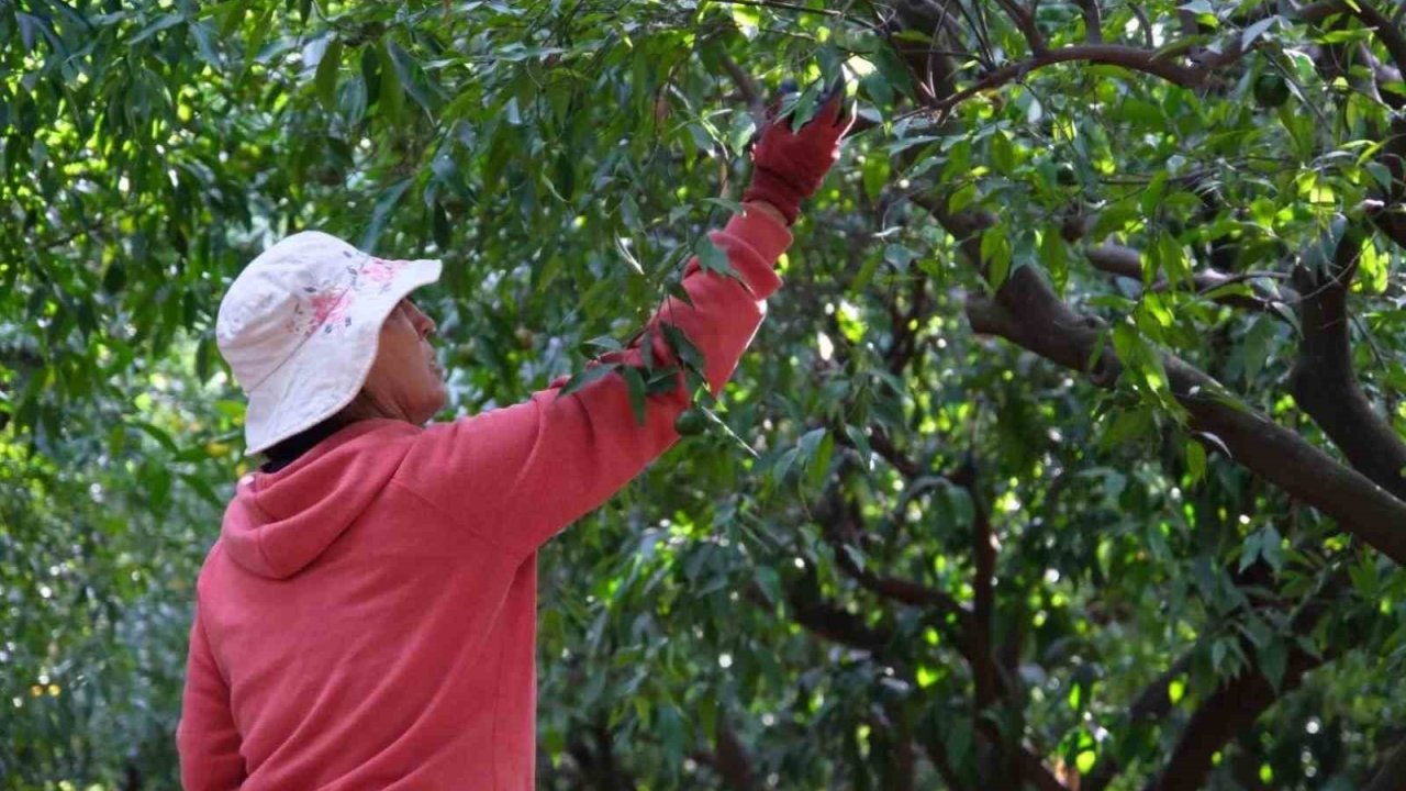 Yeşil Bodrum Mandalini hasadı devam ediyor