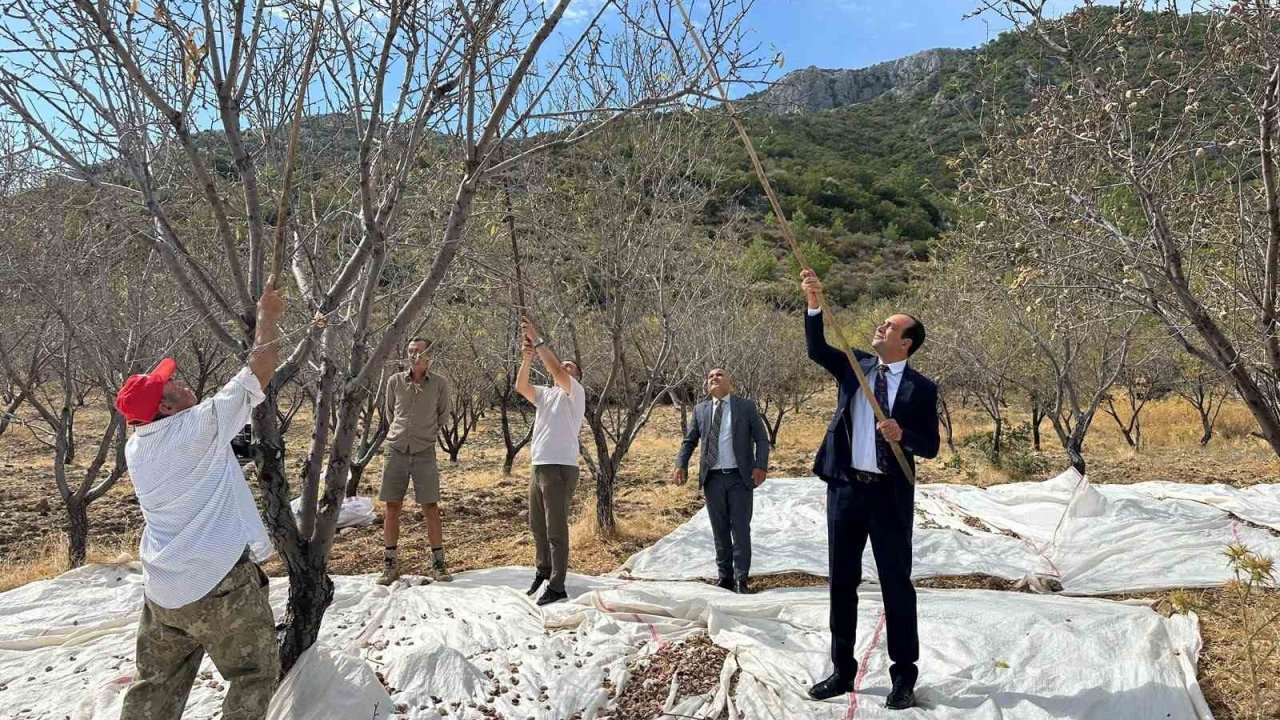 Datça’da badem hasadı sürüyor