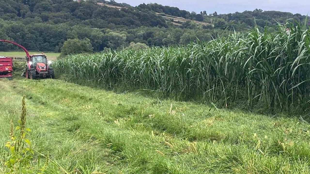 Sinop’ta maralfalfa üretiminde ilk hasat yapıldı