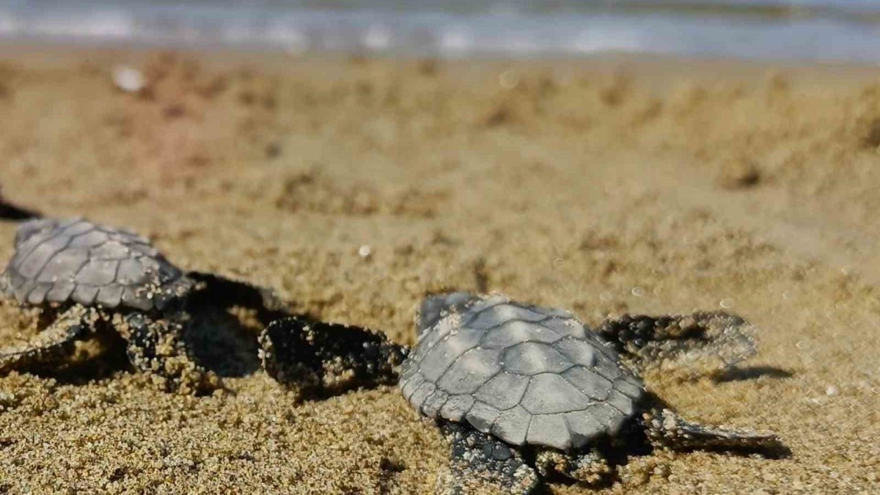 Kuşadası’nda sürpriz caretta caretta çıkışı