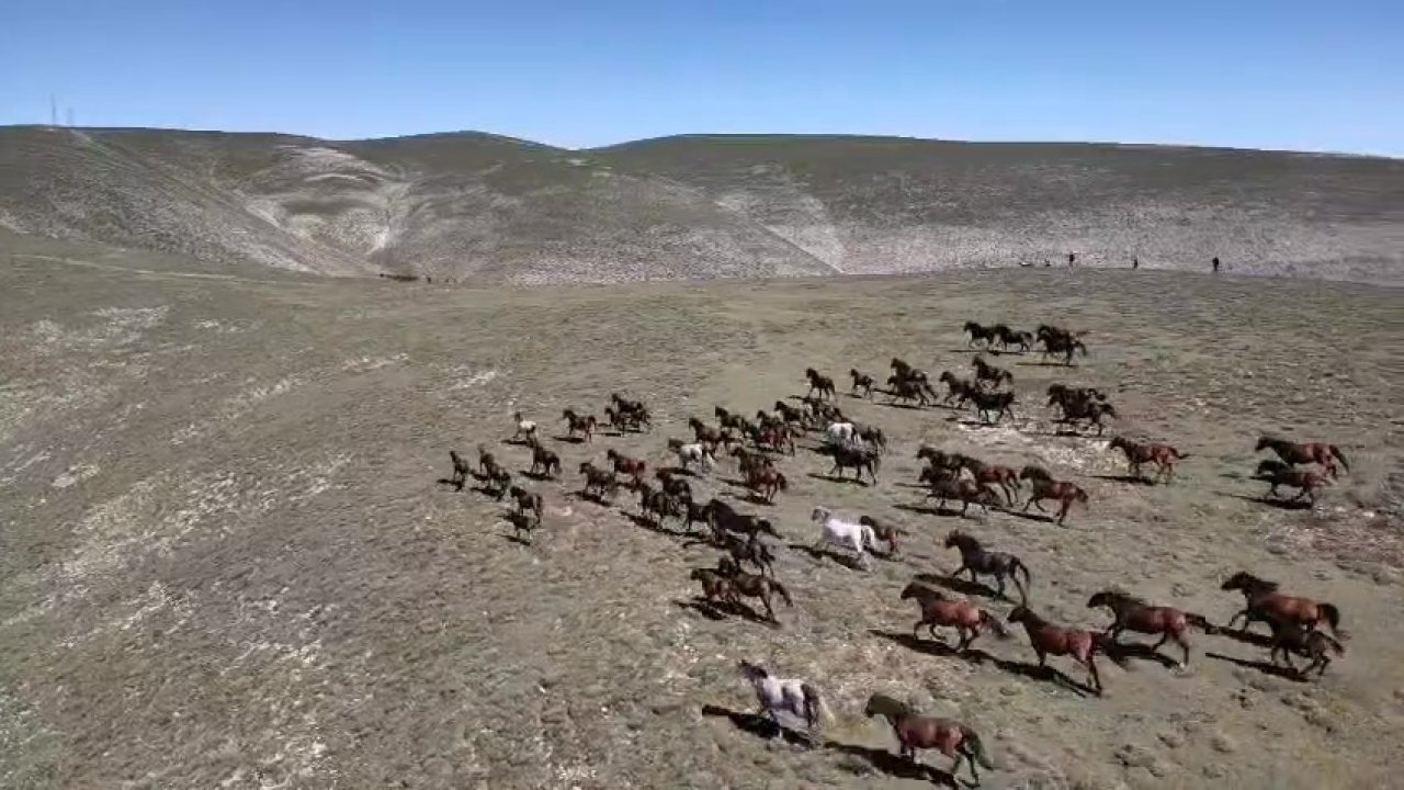 Akdağ’ın yılkı atları dronla görüntülendi