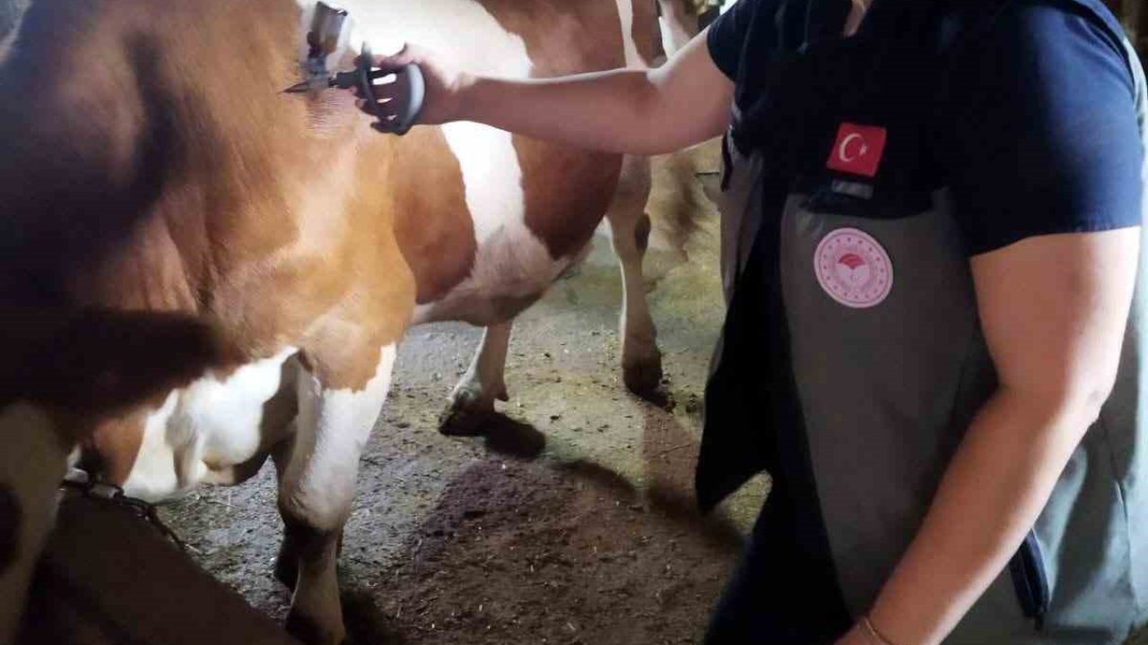 Afyonkarahisar’da şap hastalığıyla mücadele sürüyor
