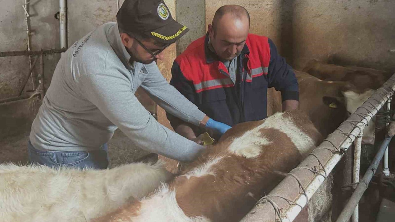 Aydıntepe’de büyükbaş hayvanlara şap aşılaması sürüyor