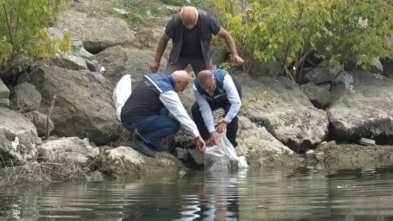 Samsun’un iç suları 1 milyon 125 bin sazan yavrusu ile balıklandırıldı