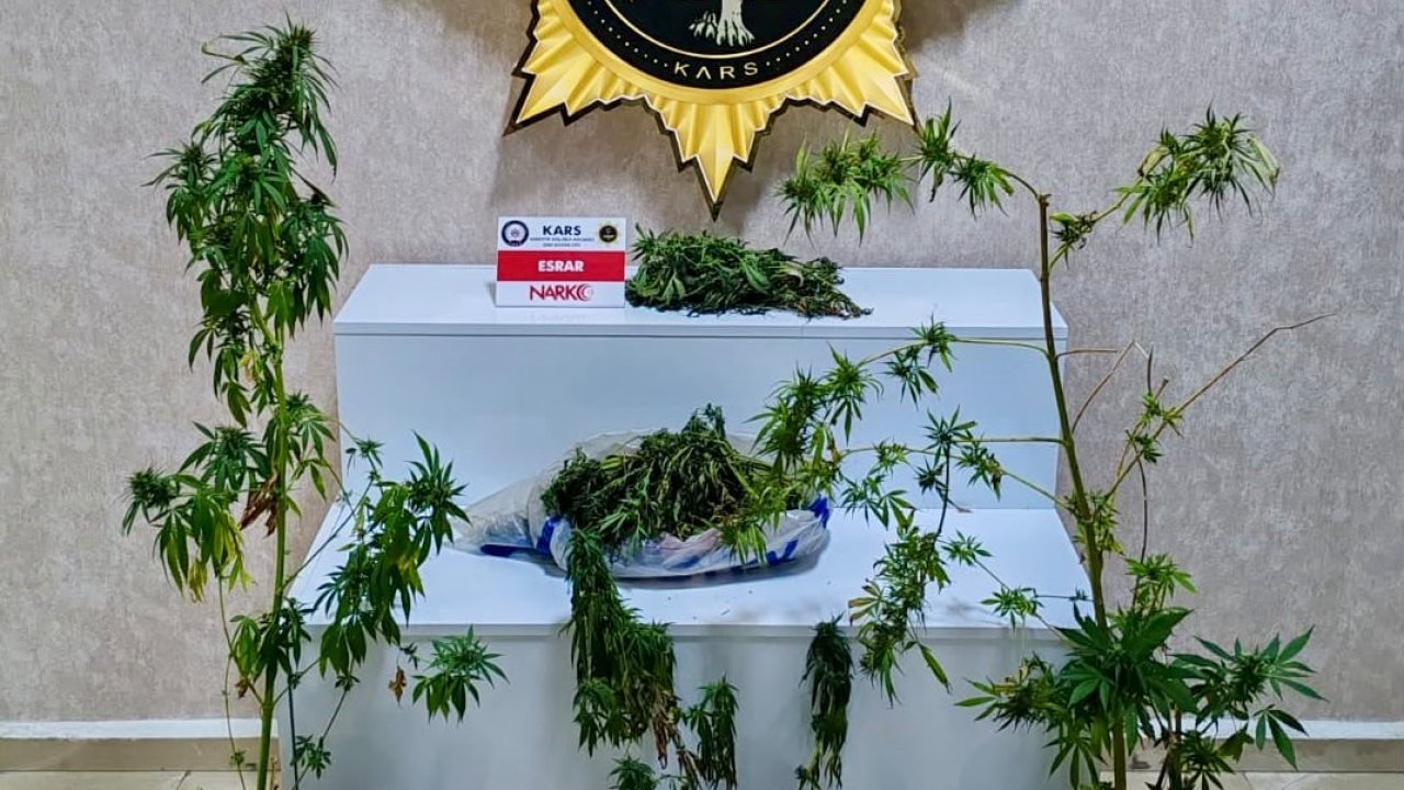 Kars’ta uyuşturucu operasyonu: Evden 272 gram esrar ve 6 kök Hint keneviri çıktı